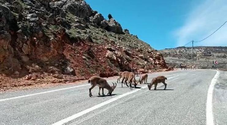 Tunceli’de yaban keçileri kara yolunda görüntülendi