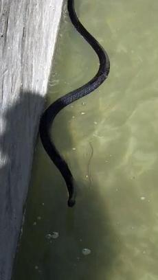 Suya düşen yılanı merdivenle kurtardı; o anlar kamerada