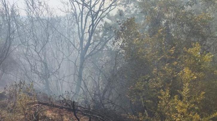 Osmaniye'deki yangında 400 dönüm orman yandı