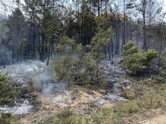 Sakarya'da çıkan orman yangını söndürüldü