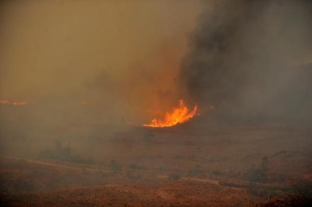 Bursa'da orman yangını (3)