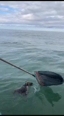 Denizde mahsur kalan yavru ayıyı balıkçılar kurtardı; o anlar kamerada