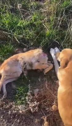 Barınakta aç kalan köpeklerin ölen hemcinslerini yediği iddiasına inceleme