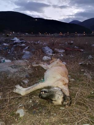 Çöplükte çok sayıda ölü köpek bulundu, hayvanseverler tepki gösterdi
