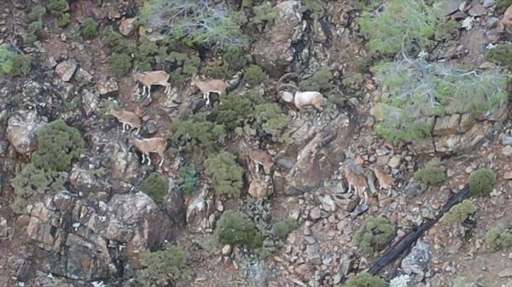 Köyceğiz'de1632 yaban keçisi tespit edildi