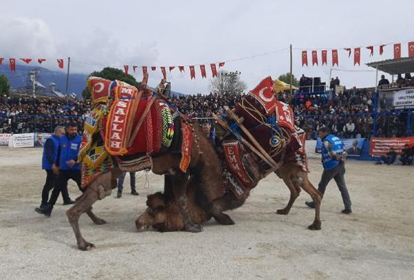 Demre'de deve güreşleri düzenlendi