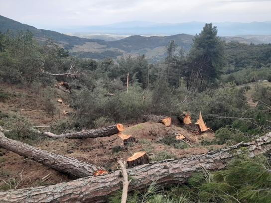 Aydın'da tarım arazisi açmak için 250 çam ağacını kestiler