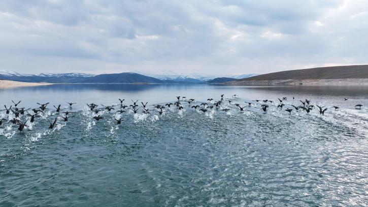 Küresel ısınma ile sayıları azalan su kuşları için Tunceli'de envanter çalışması: 11 türde 10 bin kuş var