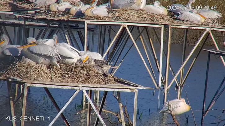 Nesli tehlikedeki tepeli pelikan yavruları, yuvalarında kamerayla izleniyor