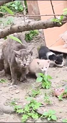 İstanbul - Sultangazi'de mahallelinin baktığı 3 yavru kedi öldürülmüş halde bulundu