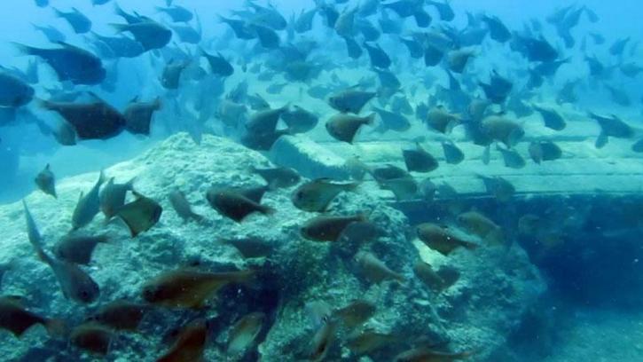 Yapay resiflerde 'istilacı tür' endişesi