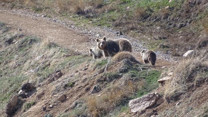 Anne ayı ve yavruları yiyecek ararken görüntülendi