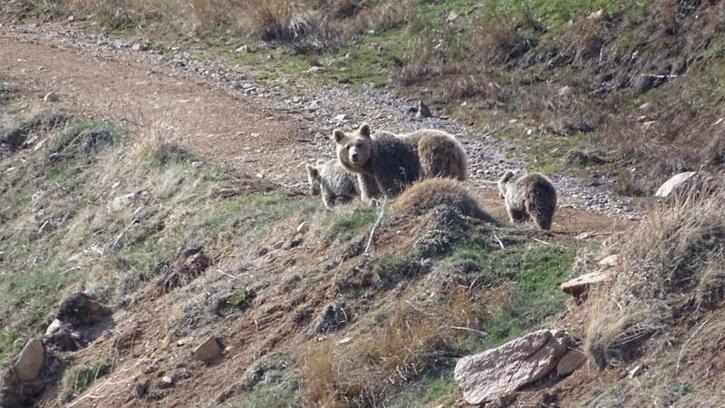 Anne ayı ve yavruları yiyecek ararken görüntülendi