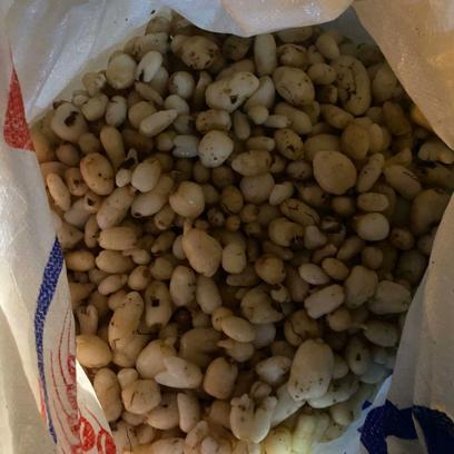 Araçta 86 kilo salep soğanı ele geçirildi; 387 bin lira ceza uygulandı