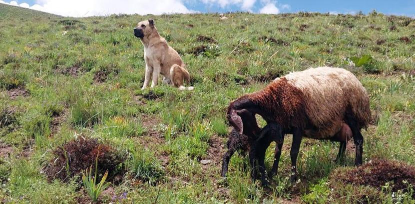 Kayıp sandıkları çoban köpekleri Kral'ı, yaylada doğum yapan koyunun yanında buldular