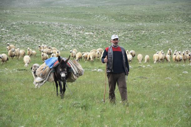 Sivas'ta 40 bin TL maaşla çoban bulamayan köylüler, hayvanlarını satıyor