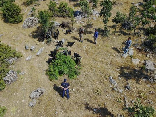 Adıyaman'da kaybolan sürü dronla bulundu