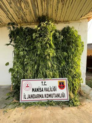 Manisa'da mısır tarlasında kenevir operasyonu: 1 gözaltı
