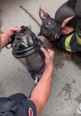 Fabrika yangınında dumandan etkilenen köpeği itfaiye ekibi hayata döndürdü
