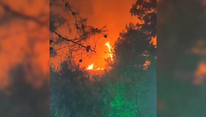 Şanlıurfa’da ağaçlık alanda yangın