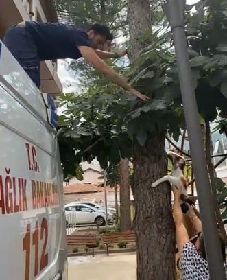 Sokak kedilerinden kaçıp ağaçta mahsur kalan evcil kediyi sağlık ekipleri kurtardı