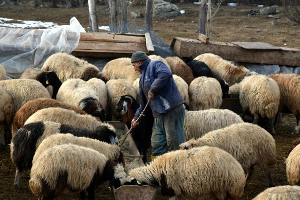 İstanbul'dan köyüne döndü; devlet desteğiyle aldığı 100 koyunu 520'ye çıkardı