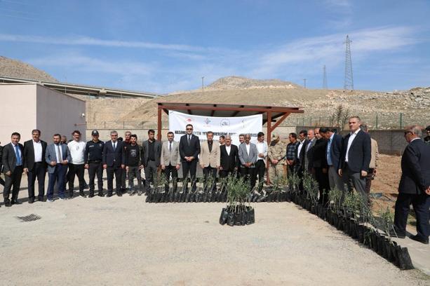 Hasankeyf’te, 5 bin zeytin fidanı dağıtıldı