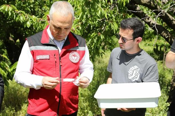 Salihli'de biyolojik mücadele için 3 bin 'samuray arıcığı' doğaya salındı