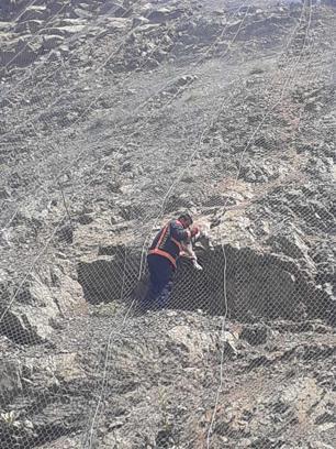 Koruma ağlarına takılan yabani keçiler kurtarıldı