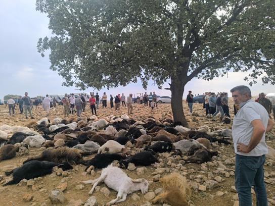 Şırnak'ta yıldırım isabet eden 99 küçükbaş öldü