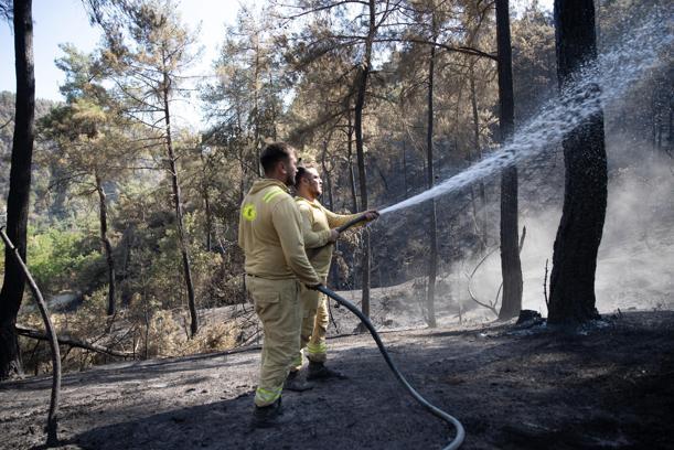 Sakarya'daki orman yangınında ekipler hayvanlar için seferber oldu (3)