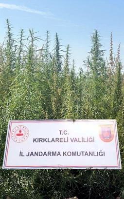 Kırklareli'de 102 bin kök kenevir ele geçirildi