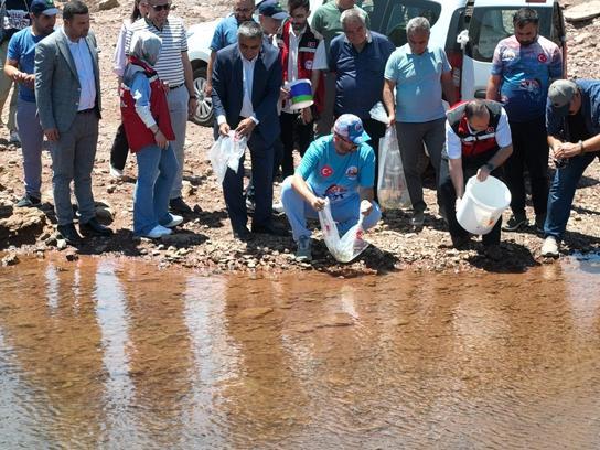 Kalecik Barajı Gölü’ne 175 bin pullu sazan bırakıldı