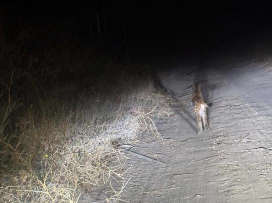 Nesli tükenme tehlikesindeki vaşak cep telefonu kamerasında