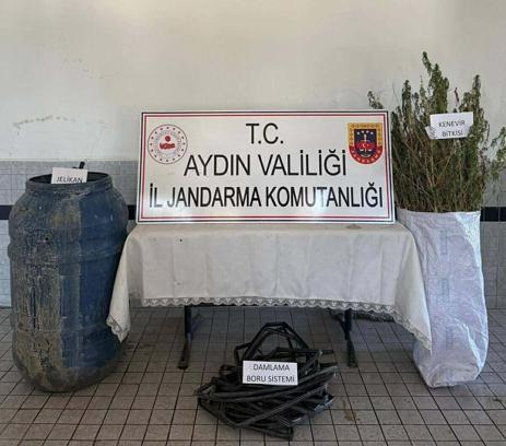 Ormanda Hint keneviri yetiştiren 5 şüpheliye gözaltı