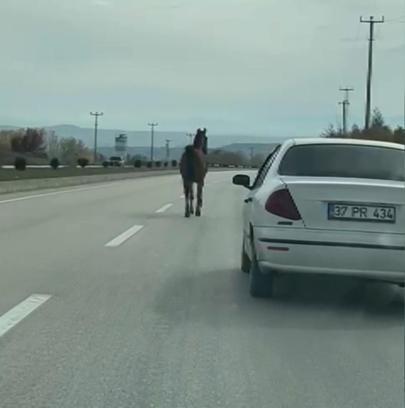 Başıboş at, trafiği tehlikeye düşürdü