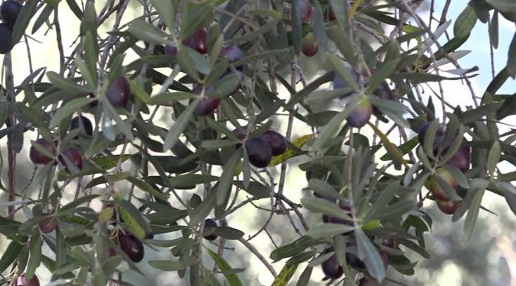 Artvin’in ödüllü ‘Butko’ zeytininde hasat sürüyor