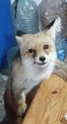 Bağ evinin bahçesine giren tilkileri besledi