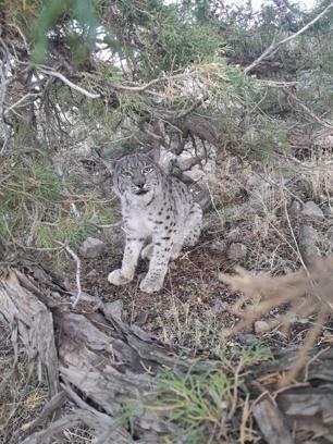 Van'da nesli tehlike altında olan vaşak görüntülendi
