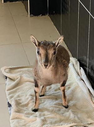 Kars'taki merkezde 4 bin 500 yaban hayvanı tedavi edildi