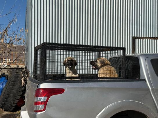 Karlıova ilçesinde başıboş 330 sokak köpeği toplatıldı
