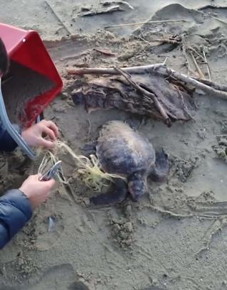 Misina ve ipe dolanan caretta carettayı vatandaşlar kurtardı