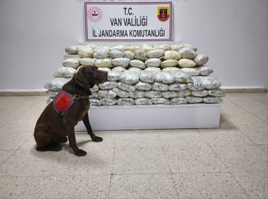 Van'da arazide 60 kilo skunk ele geçirildi