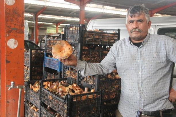 Kaz Dağları'ndan toplanan mantar köylünün gelir kapısı oluyor