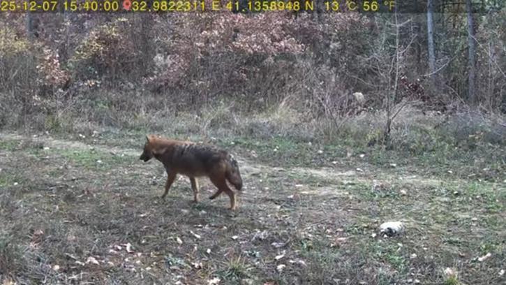 Ormanda dolaşan vaşak ile kurt fotokapana yansıdı
