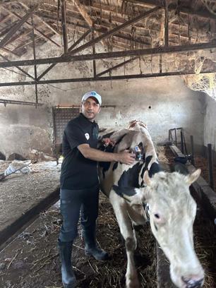 Balıkesir'de 599 bin 74 büyükbaş hayvan şap hastalığına karşı aşılandı