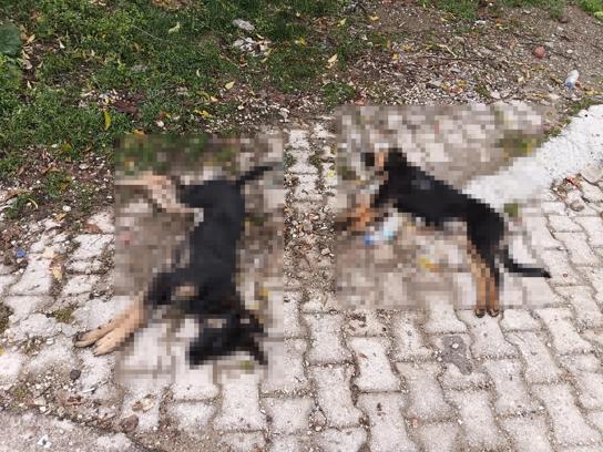 Sahipsiz köpek ölümlerine valilik incelemesi