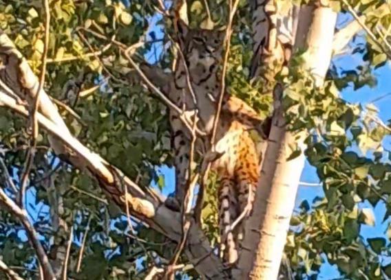 Prof. Dr. Sözen: Ağaçtaki Anadolu Parsı değil, vaşak