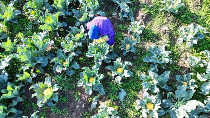 Lahana ve karnabahar üretiminde Samsun, Türkiye’nin lideri