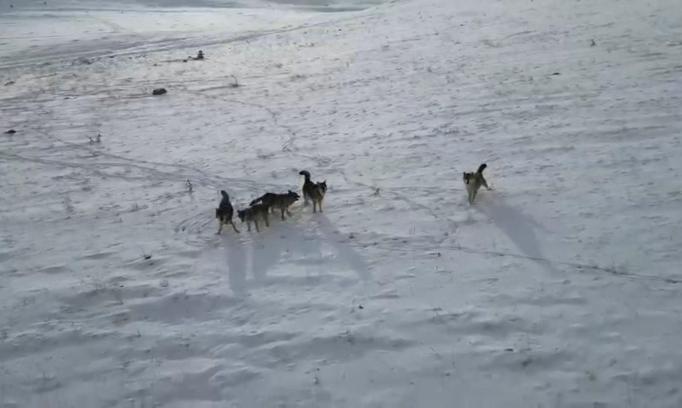 Doğada gezinen kurt sürüsü dron ile görüntülendi